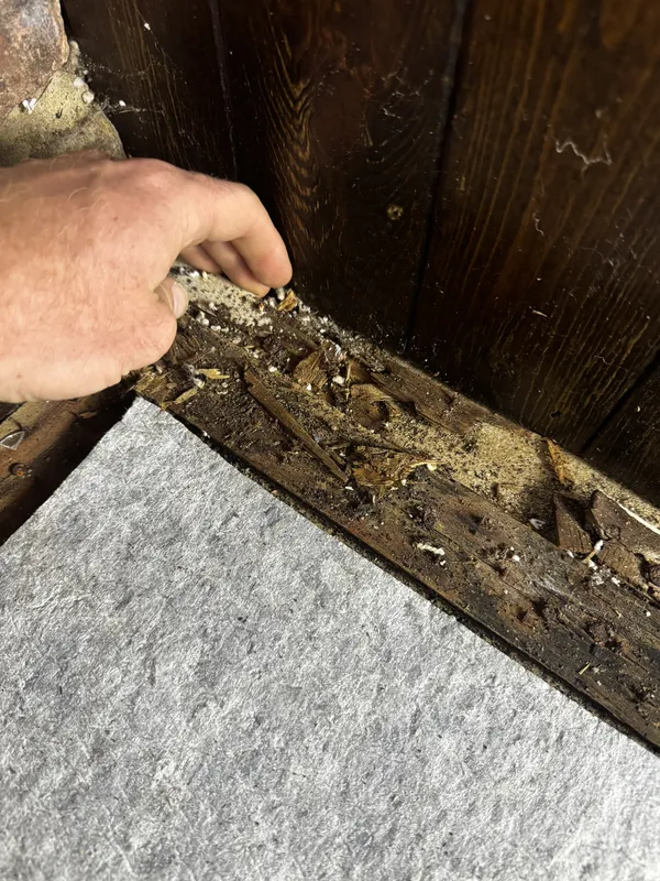 Inspector pulling back trim to expose wood destroying insect damage along a sill during a WDI inspection
